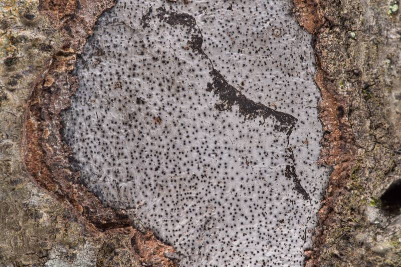 Gray-white crust fungus <B>Biscogniauxia atropunctata</B> (Hypoxylon atropunctatum) with slug tracks on Caney Creek section of Lone Star Hiking Trail in Sam Houston National Forest near Huntsville. Texas, <A HREF="../date-en/2019-01-26.htm">January 26, 2019</A>