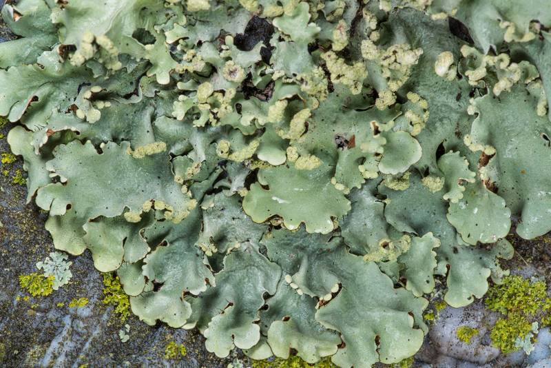 Cracked ruffle lichen (Parmotrema reticulatum, Rimelia reticulata) on a marble tombstone in Boonville Cemetery. Bryan, Texas, January 27, 2019