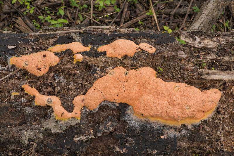 Dog vomit slime mold (Fuligo septica) on a fallen oak at Lake Somerville Trailway near Birch Creek Unit of Somerville Lake State Park. Texas, March 12, 2019