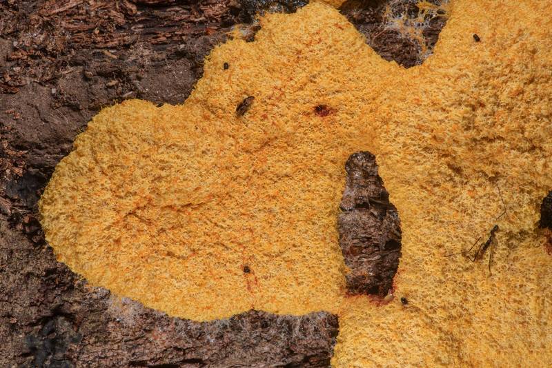 Dog vomit slime mold (Fuligo septica) on a log in Lick Creek Park. College Station, Texas, April 5, 2019