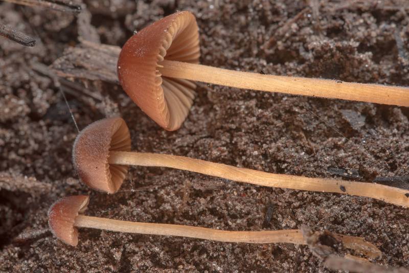 Side view of downy conecap mushrooms (<B>Conocybe subpubescens</B>(?)) on a decomposed fallen oak on Lone Star Hiking Trail in Sam Houston National Forest west from Richards. Texas, <A HREF="../date-en/2019-04-09.htm">April 9, 2019</A>