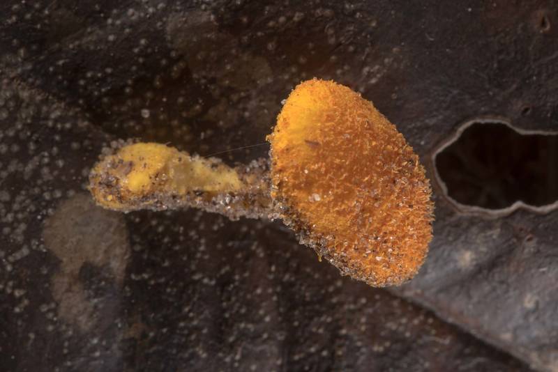 Cap of a small yellow mushroom Cyptotrama chrysopepla (C. asprata) found on a stump in Big Creek Scenic Area of Sam Houston National Forest. Shepherd, Texas, April 20, 2019