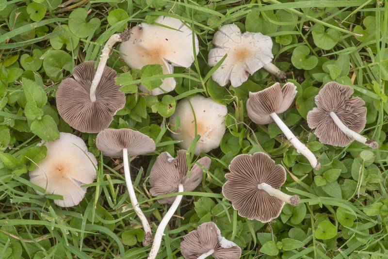 Pale brittlestem mushrooms (Psathyrella candolleana) in Bee Creek Park. College Station, Texas, June 10, 2019