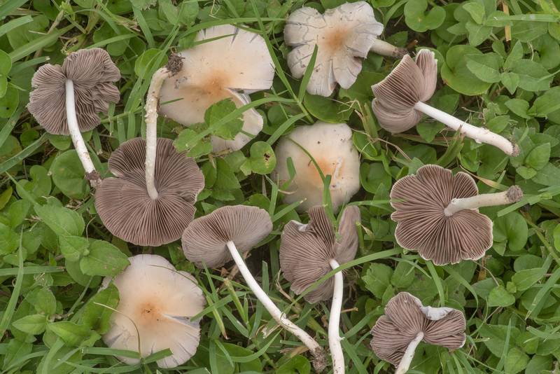 Pale brittlestem mushrooms (<B>Psathyrella candolleana</B>) on a lawn in Bee Creek Park. College Station, Texas, <A HREF="../date-en/2019-06-10.htm">June 10, 2019</A>