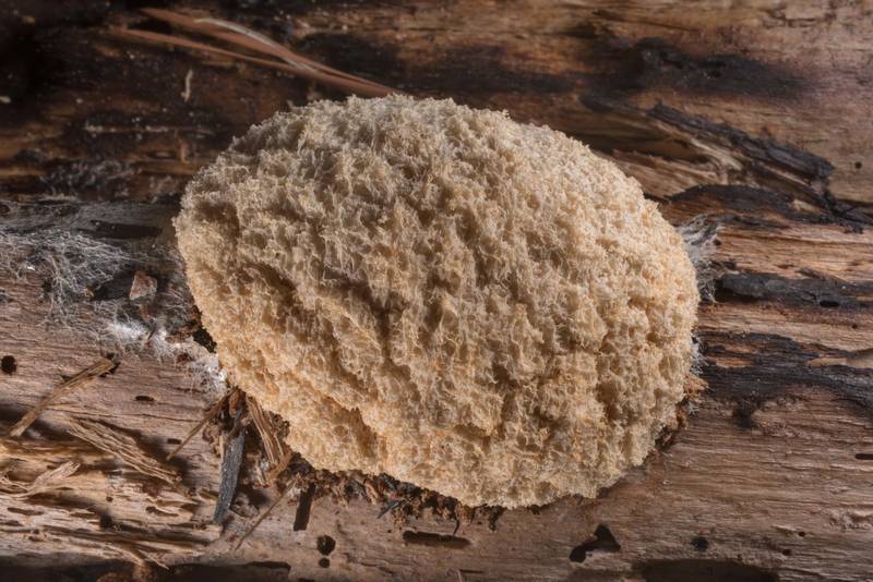 Dog vomit slime mold (<B>Fuligo septica</B>)(?) on a log on Little Lake Creek Loop Trail in Sam Houston National Forest. Richards, Texas, <A HREF="../date-en/2019-06-15.htm">June 15, 2019</A>