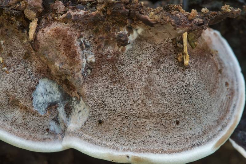 Underside of polypore mushroom Nigroporus vinosus in Lick Creek Park. College Station, Texas, June 18, 2019
