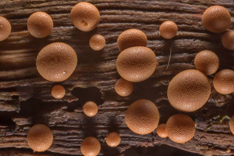 Wolf's milk slime mold (<B>Lycogala epidendrum</B>) on rotting wood on Caney Creek Trail (Little Lake Creek Loop Trail) in Sam Houston National Forest near Huntsville. Texas, <A HREF="../date-en/2019-06-19.htm">June 19, 2019</A>