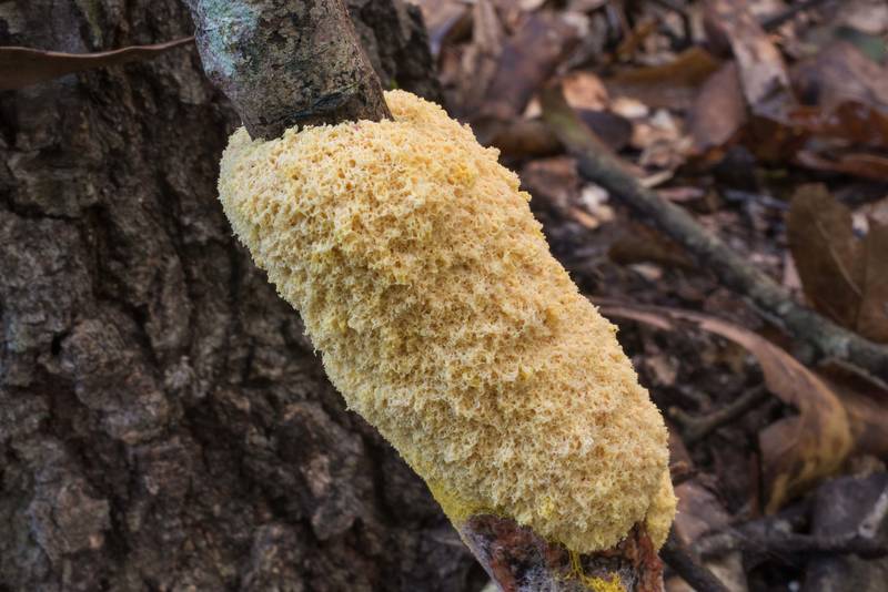 Dog vomit slime mold (Fuligo septica) on a thin tree in Lick Creek Park. College Station, Texas, June 30, 2019