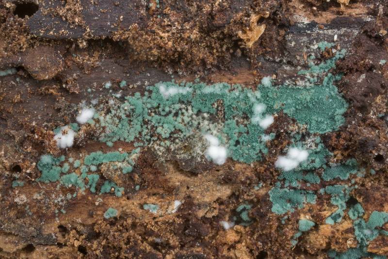 Green crust fungus <B>Trichoderma viride</B> on a log on Yaupon Loop Trail in Lick Creek Park. College Station, Texas, <A HREF="../date-en/2019-10-15.htm">October 15, 2019</A>