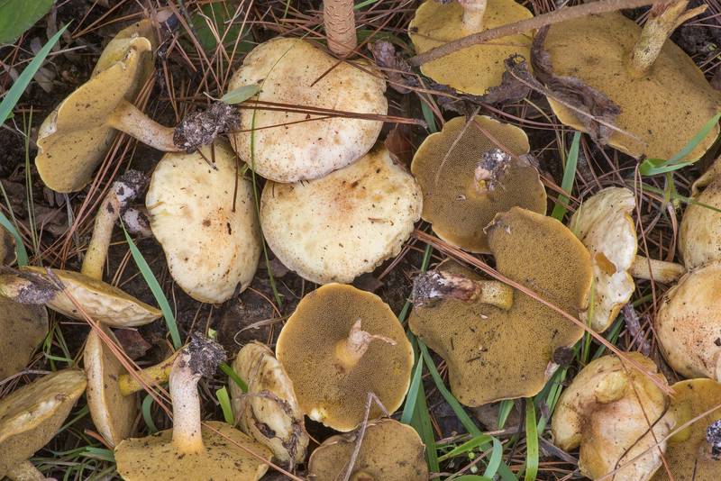 Bolete mushrooms Suillus hirtellus on Little Lake Creek Loop Trail in Sam Houston National Forest. Richards, Texas, November 1, 2019