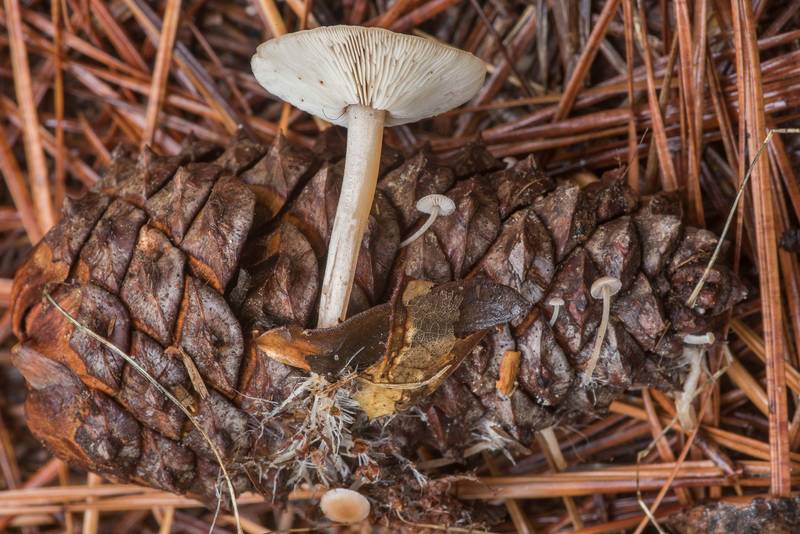 Large conifercone cap mushroom (Baeospora myosura) on a pine cone on Caney Creek section of Lone Star Hiking Trail in Sam Houston National Forest north from Montgomery. Texas, November 8, 2019