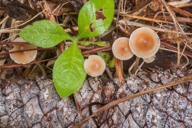 Conifercone cap mushrooms (<B>Baeospora myosura</B>) on Caney Creek section of Lone Star Hiking Trail in Sam Houston National Forest north from Montgomery. Texas, <A HREF="../date-en/2019-11-08.htm">November 8, 2019</A>