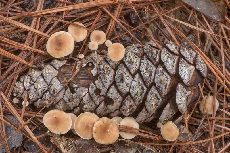 Conifercone cap mushrooms (Baeospora myosura) on a fallen pine cone on Caney Creek section of Lone Star Hiking Trail in Sam Houston National Forest north from Montgomery. Texas, November 8, 2019