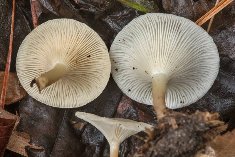 Underside of funnel-shaped mushrooms Singerocybe adirondackensis under bamboo growth on Caney Creek Trail (Little Lake Creek Loop Trail) in Sam Houston National Forest north from Montgomery. Texas, November 8, 2019