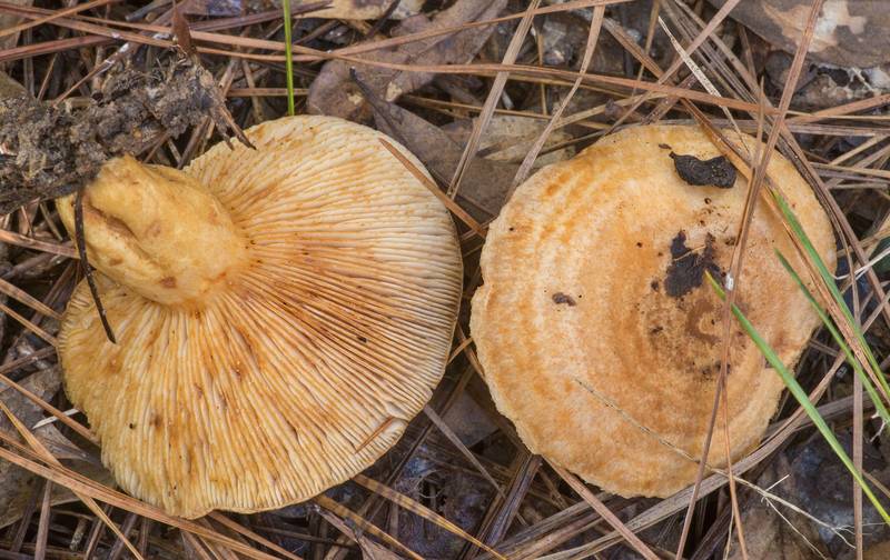 Milkcap mushrooms <B>Lactarius speciosus</B> on a property at 5369 Farm to Market Road 770 near Kountze. Texas, <A HREF="../date-en/2019-11-09.htm">November 9, 2019</A>