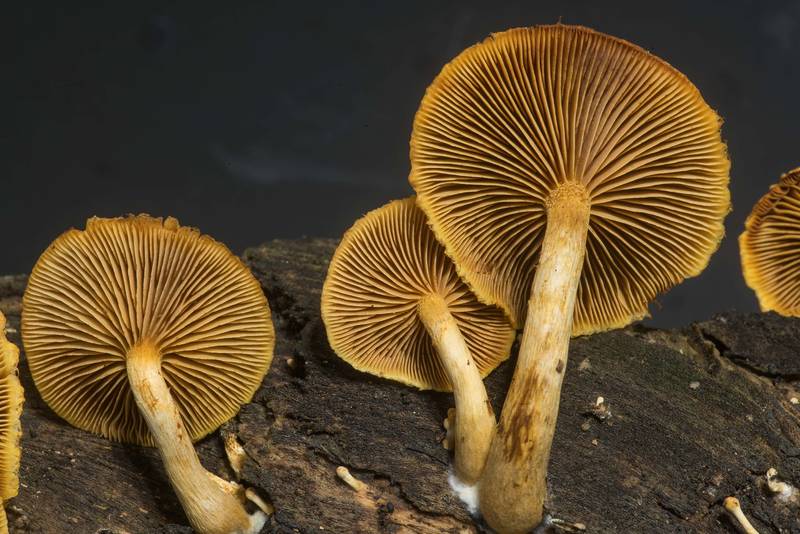 Gills of mushrooms Gymnopilus fulvosquamulosus on rotting oak wood taken from Lake Somerville Trailway near Birch Creek Unit of Somerville Lake State Park. Texas, November 17, 2019