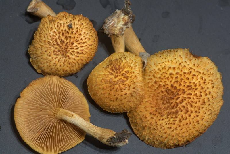 Scaly caps of mushrooms <B>Gymnopilus fulvosquamulosus</B> on rotting oak wood taken from Lake Somerville Trailway near Birch Creek Unit of Somerville Lake State Park. Texas, <A HREF="../date-en/2019-11-17.htm">November 17, 2019</A>