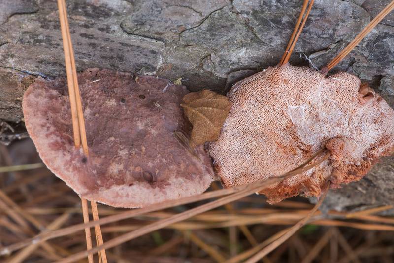 Pink sherbet polypore mushrooms (<B>Leptoporus mollis</B>) on a fallen pine on North Wilderness Trail of Little Lake Creek Wilderness in Sam Houston National Forest north from Montgomery. Texas, <A HREF="../date-en/2019-12-14.htm">December 14, 2019</A>