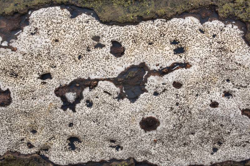 Gray-white crust fungus <B>Biscogniauxia atropunctata</B> (Hypoxylon atropunctatum) in Lick Creek Park. College Station, Texas, <A HREF="../date-en/2020-01-15.htm">January 15, 2020</A>