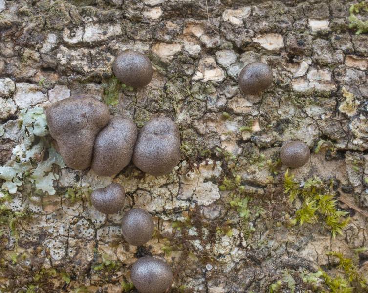 Wolf's milk slime mold (Lycogala epidendrum) on a fallen oak in Big Creek Scenic Area of Sam Houston National Forest. Shepherd, Texas, January 19, 2020