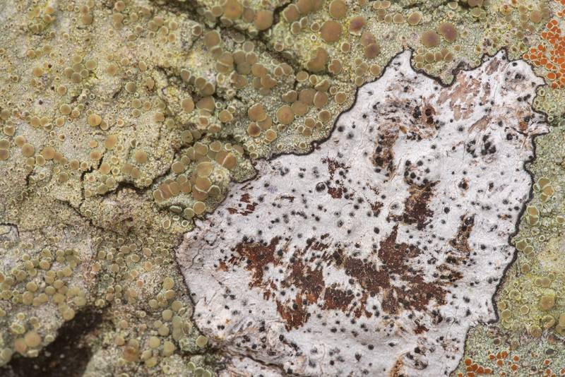 Crustose lichens and crust fungus Biscogniauxia atropunctata (Hypoxylon atropunctatum) in Lick Creek Park. College Station, Texas, January 23, 2020