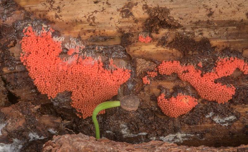 Bright red slime mold <B>Arcyria ferruginea</B> on a side of a pine log on Four Notch Loop Trail of Sam Houston National Forest near Huntsville. Texas, <A HREF="../date-en/2020-02-22.htm">February 22, 2020</A>