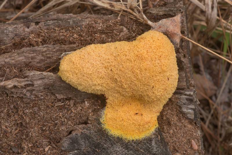 Dog vomit slime mold (<B>Fuligo septica</B>) on a log on Caney Creek section of Lone Star Hiking Trail in Sam Houston National Forest north from Montgomery. Texas, <A HREF="../date-en/2020-03-11.htm">March 11, 2020</A>