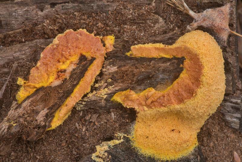 Dog vomit slime mold (Fuligo septica) on a log in cross section on Caney Creek section of Lone Star Hiking Trail in Sam Houston National Forest north from Montgomery. Texas, March 11, 2020