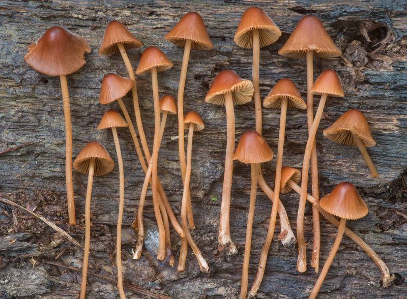 Side view of downy conecap mushrooms (Conocybe subpubescens) on Lone Star Hiking Trail near Pole Creek in Sam Houston National Forest. Richards, Texas, March 22, 2020