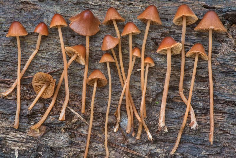 Downy conecap mushrooms (<B>Conocybe subpubescens</B>) collected under pines on Lone Star Hiking Trail near Pole Creek in Sam Houston National Forest. Richards, Texas, <A HREF="../date-en/2020-03-22.htm">March 22, 2020</A>