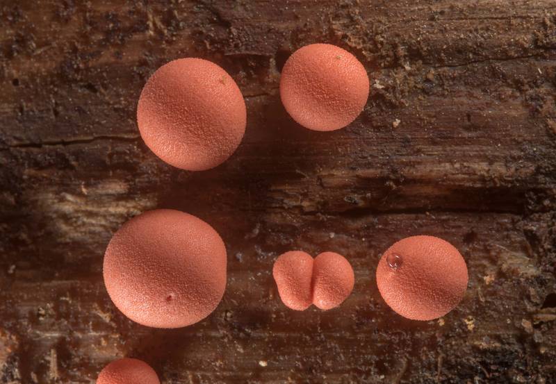 Close-up of wolf's milk slime mold (<B>Lycogala epidendrum</B>) on a log on Richards Loop Trail in Sam Houston National Forest. Texas, <A HREF="../date-en/2020-03-26.htm">March 26, 2020</A>