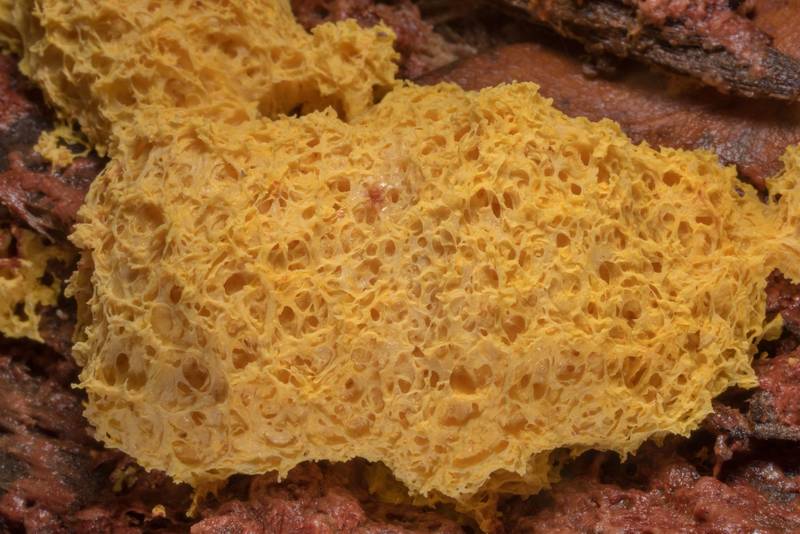 Dog vomit slime mold (Fuligo septica) at Lake Somerville Trailway near Birch Creek Unit of Somerville Lake State Park. Texas, April 5, 2020