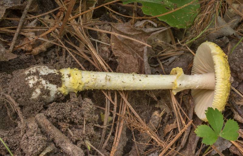 Side view of Gulf Coast lemon Amanita mushroom (<B>Amanita levistriata</B> group) on Richards Loop Trail in Sam Houston National Forest. Texas, <A HREF="../date-en/2020-05-20.htm">May 20, 2020</A>