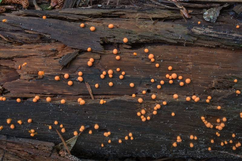Wolf's Milk slime mold (Lycogala epidendrum) on a fallen tree in Big Creek Scenic Area of Sam Houston National Forest. Shepherd, Texas, May 30, 2020