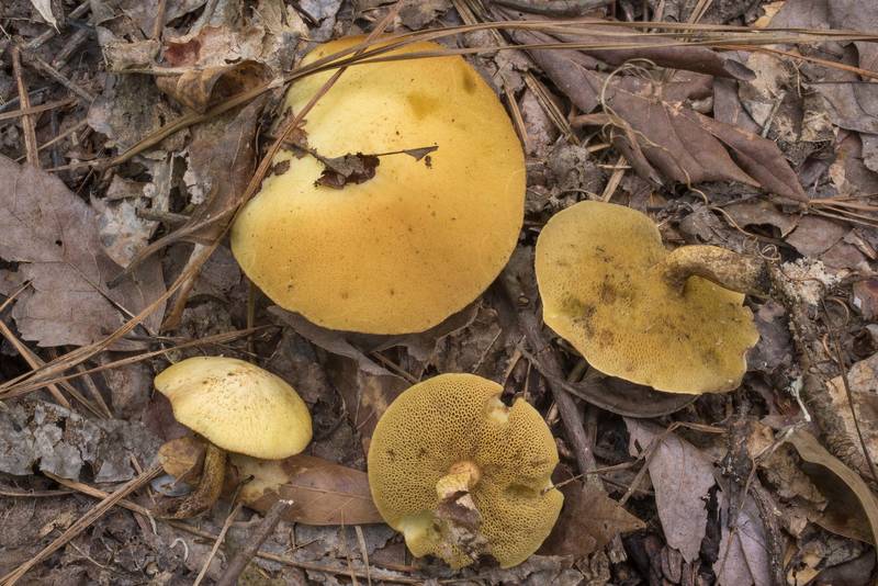 Bolete mushrooms Suillus hirtellus in Big Creek Scenic Area of Sam Houston National Forest. Shepherd, Texas, May 30, 2020