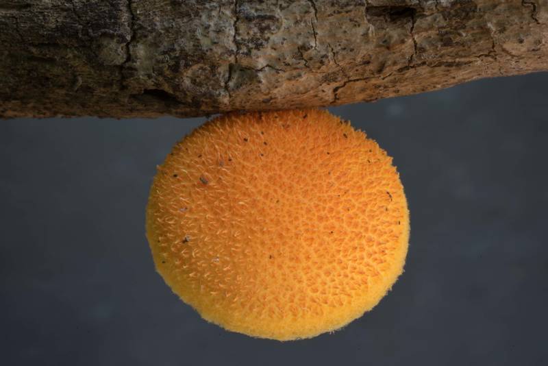 Orange cap of golden coincap mushroom (<B>Cyptotrama chrysopepla</B> or C. asprata) on a fallen twig in Lick Creek Park. College Station, Texas, <A HREF="../date-en/2020-06-02.htm">June 2, 2020</A>