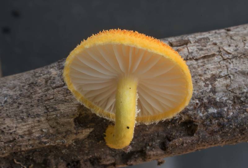 Side view of golden coincap mushroom (Cyptotrama chrysopepla or C. asprata) on a fallen twig in Lick Creek Park. College Station, Texas, June 2, 2020