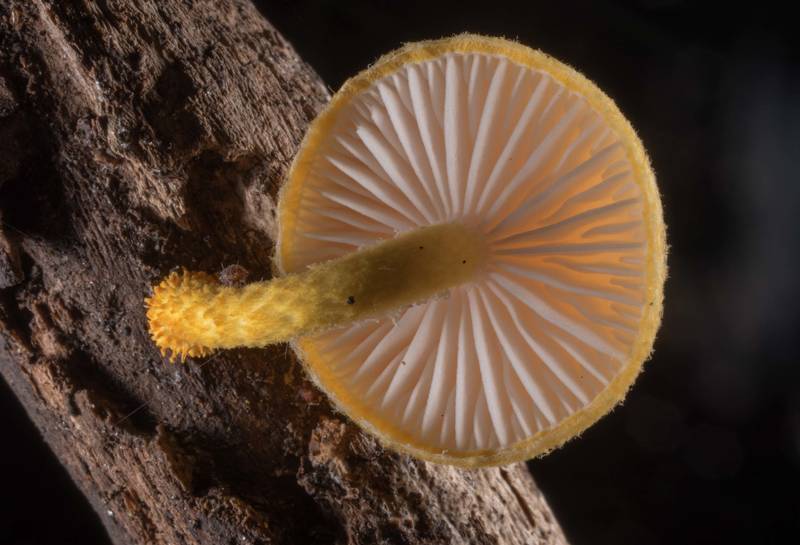 Back lit golden coincap mushroom (<B>Cyptotrama chrysopepla</B> or C. asprata) in Lick Creek Park. College Station, Texas, <A HREF="../date-en/2020-06-02.htm">June 2, 2020</A>