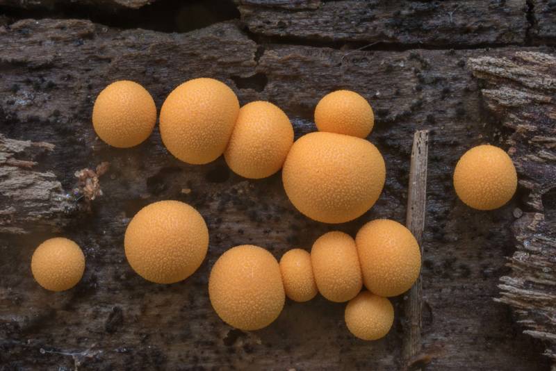 Wolf's Milk slime mold (<B>Lycogala epidendrum</B>) on a log on Caney Creek section of Lone Star Hiking Trail in Sam Houston National Forest north from Montgomery. Texas, <A HREF="../date-en/2020-07-10.htm">July 10, 2020</A>