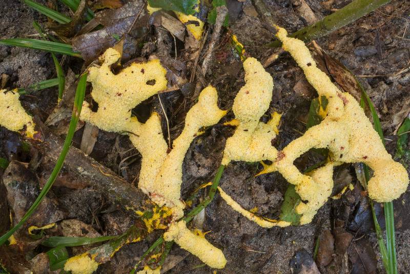 Dog vomit slime mold (Fuligo septica) on Caney Creek Trail (Little Lake Creek Loop Trail) in Sam Houston National Forest north from Montgomery. Texas, August 1, 2020