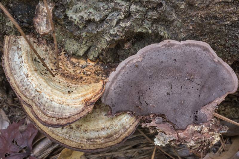 Polypore mushroom <B>Nigroporus vinosus</B> on Winters Bayou Trail in Sam Houston National Forest. Cleveland, Texas, <A HREF="../date-en/2020-08-22.htm">August 22, 2020</A>