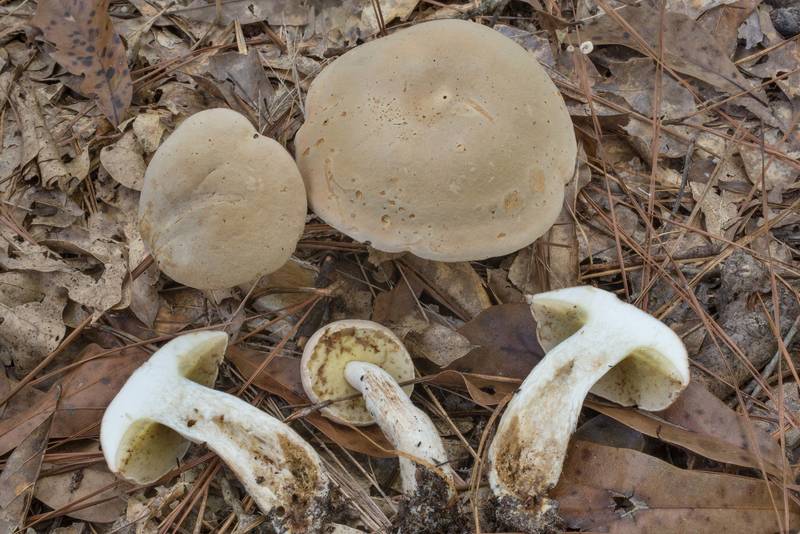 Cross section of pallid bolete mushrooms (Boletus pallidus, Imleria pallida) on Lone Star Hiking Trail south from Stubblefield Campground in Sam Houston National Forest. Montgomery, Texas, September 13, 2020