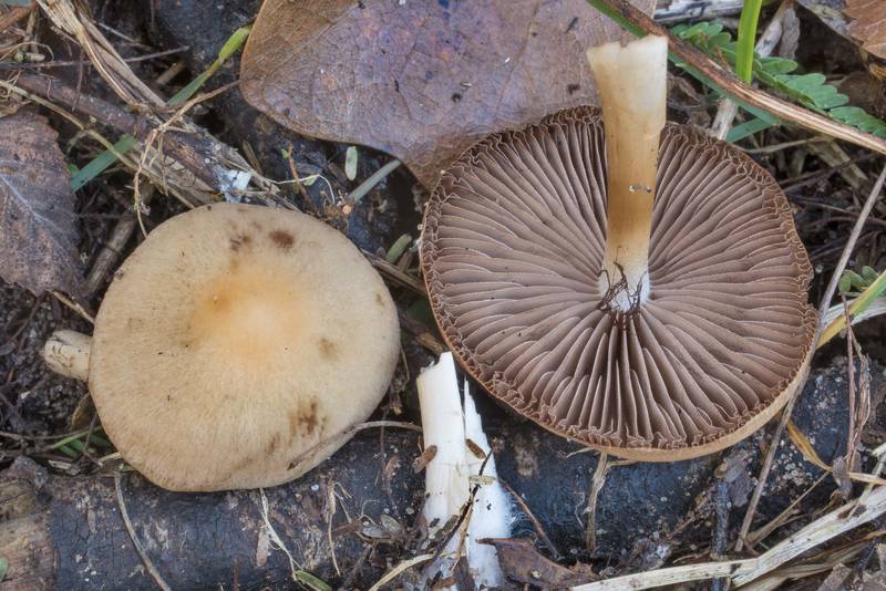 Pale brittlestem mushrooms (<B>Psathyrella candolleana</B>) near a road in Washington-on-the-Brazos State Historic Site. Washington, Texas, <A HREF="../date-en/2020-12-08.htm">December 8, 2020</A>