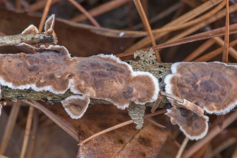 Giraffe spots fungus (Peniophora albobadia) on a dry stem of Yaupon on Sand Branch Loop Trail in Sam Houston National Forest near Montgomery. Texas, January 1, 2021