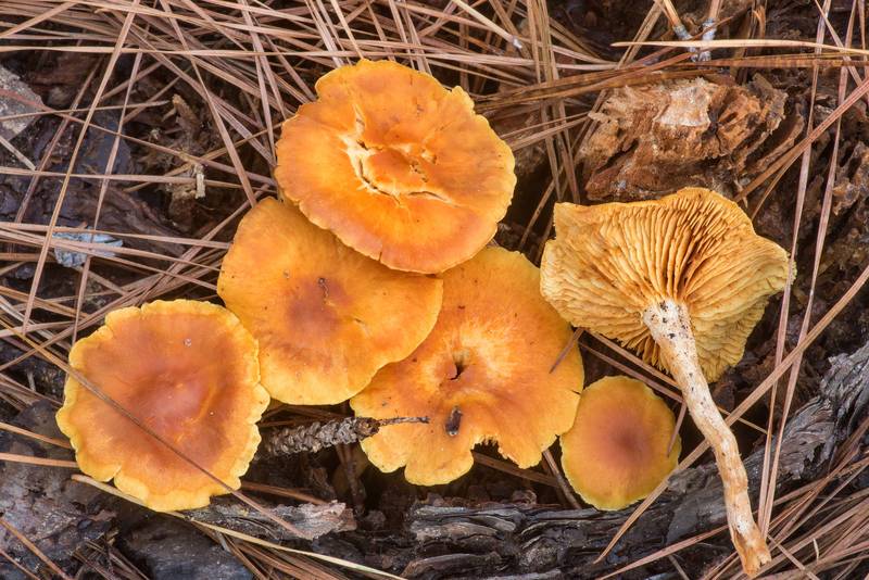 Common rustgill mushrooms (Gymnopilus penetrans) on Richards Loop Trail in Sam Houston National Forest. Texas, January 9, 2021
