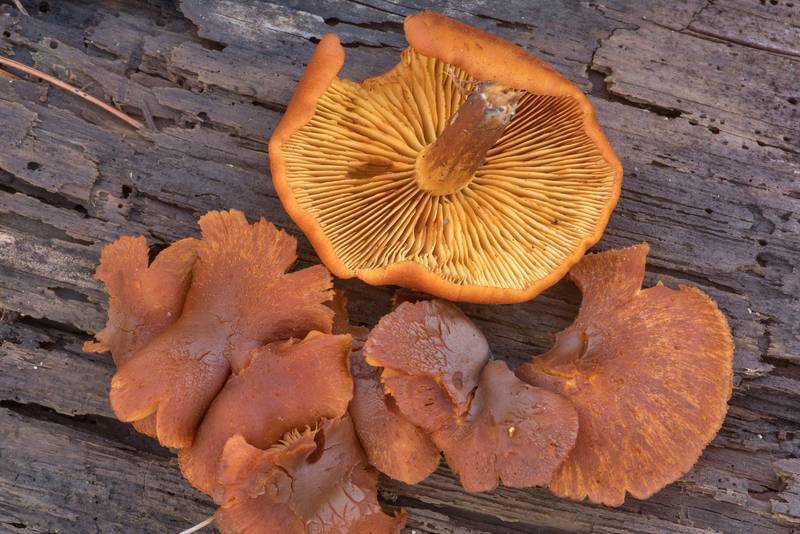 Rustgill mushrooms <B>Gymnopilus penetrans</B> or may be G. sapineus on a pine log on Stubblefield section of Lone Star hiking trail north from Trailhead No. 6 in Sam Houston National Forest. Texas, <A HREF="../date-en/2021-01-14.htm">January 14, 2021</A>