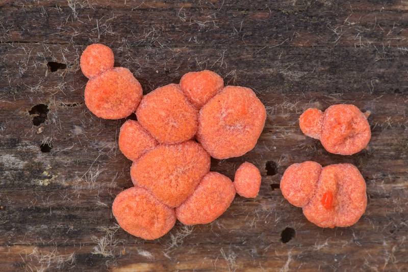 Wolf's Milk slime mold (<B>Lycogala epidendrum</B>) on a pine log on Richards Loop Trail in Sam Houston National Forest. Texas, <A HREF="../date-en/2021-01-27.htm">January 27, 2021</A>