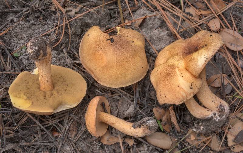 Bolete mushrooms Suillus hirtellus after a recent prescribed burn on Sand Branch Loop Trail in Sam Houston National Forest near Montgomery. Texas, March 28, 2021