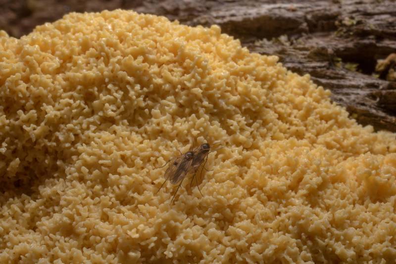 Close-up of dog vomit slime mold (<B>Fuligo septica</B>) on a log on Caney Creek Trail (Little Lake Creek Loop Trail) in Sam Houston National Forest north from Montgomery. Texas, <A HREF="../date-en/2021-04-01.htm">April 1, 2021</A>