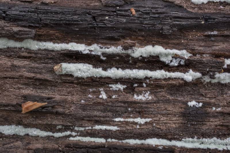 Close-up of fungus Trichoderma viride(?) on a partialy burned oak(?) log on Stubblefield section of Lone Star hiking trail north from Trailhead No. 6 in Sam Houston National Forest. Texas, April 17, 2021